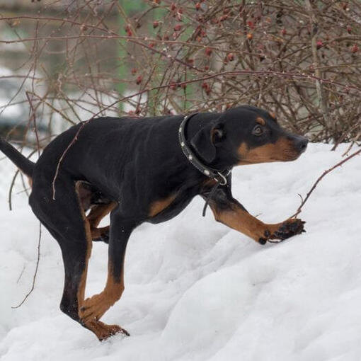 Duitse Pinscher speelt in de sneeuw