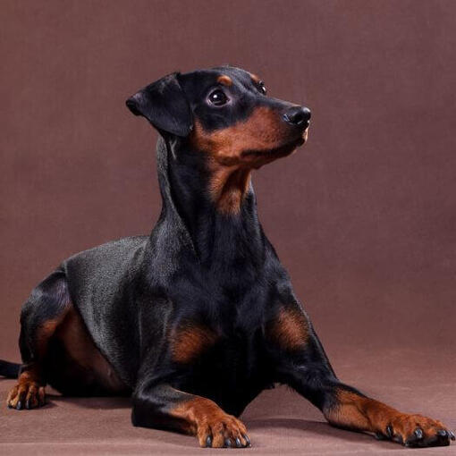 Duitse Pinscher ligt in de kamer