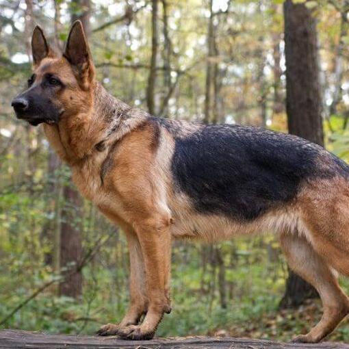 Duitse Herder in het bos