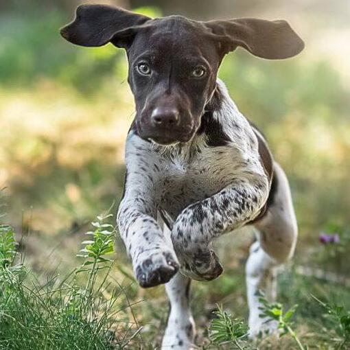 Kortharige Duitse Staande Hond rent op groen gras