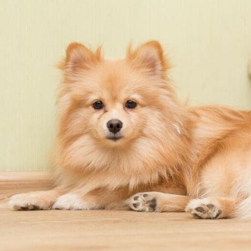 Bruine Keeshond ligt op de trap