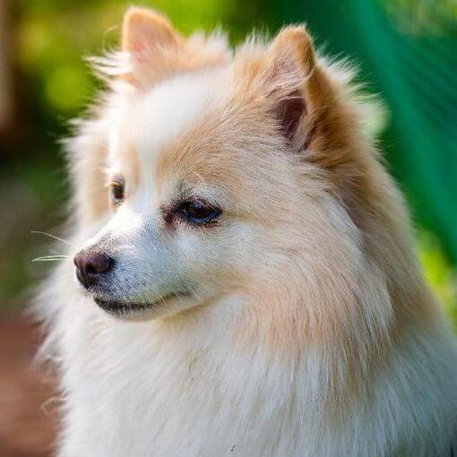 Keeshond in de tuin