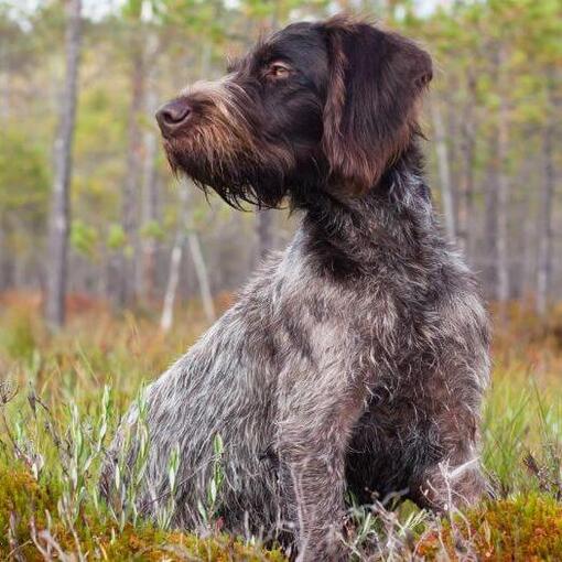 Draadharige Duitse Staande Hond in het bos