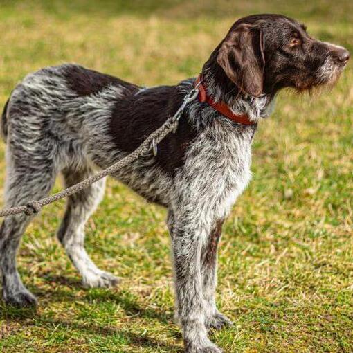 Draadharige Duitse Staande Hond aan een lijn