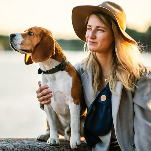 Beagle in het bos