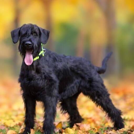 Riesenschnauzer puppy in het bos in de herfst