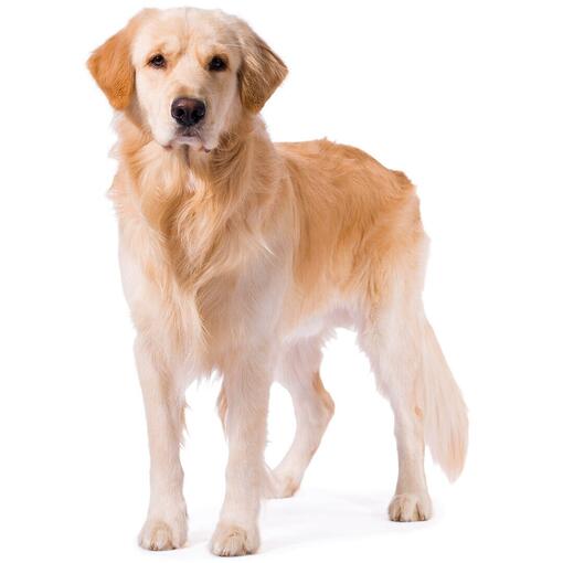 Golden Retriever Hondenras