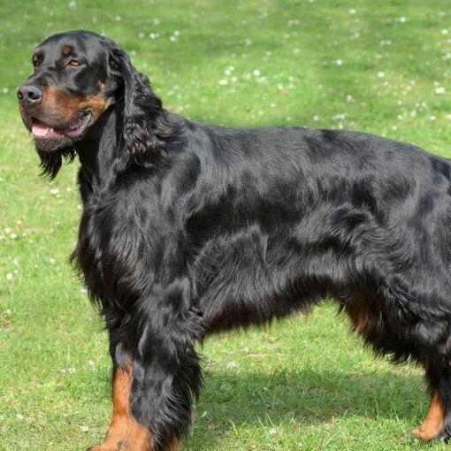 Gordon Setter hond staat op het gras