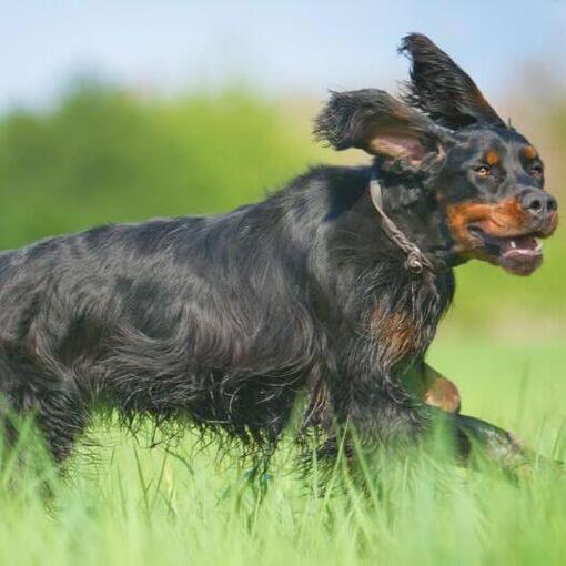 Gordon Setter hond rent in het gras