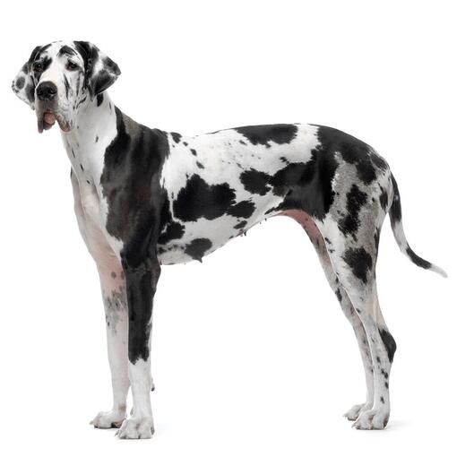Duitse Dog Hondenras