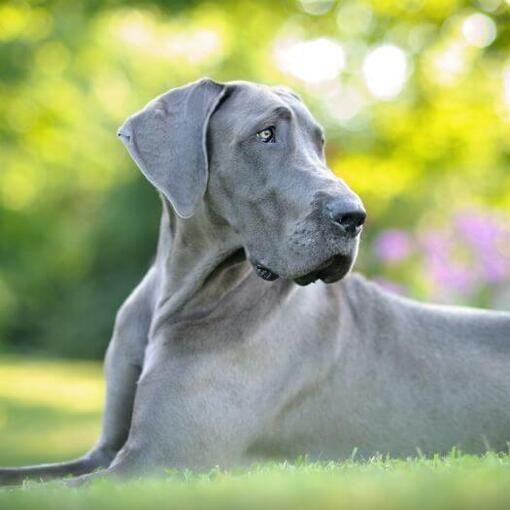 Duitse Dog ligt op het gras