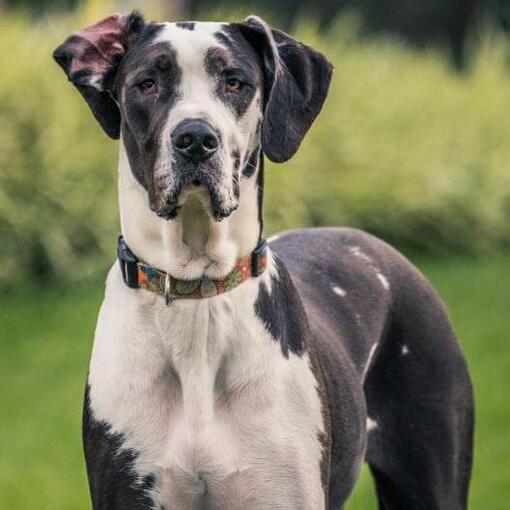 Duitse Dog staat op het gras