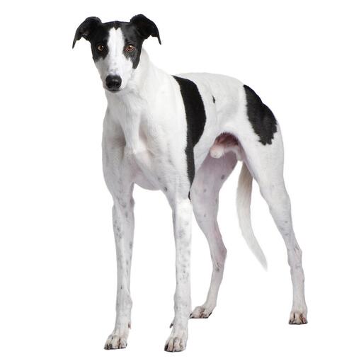 Greyhound Hondenras