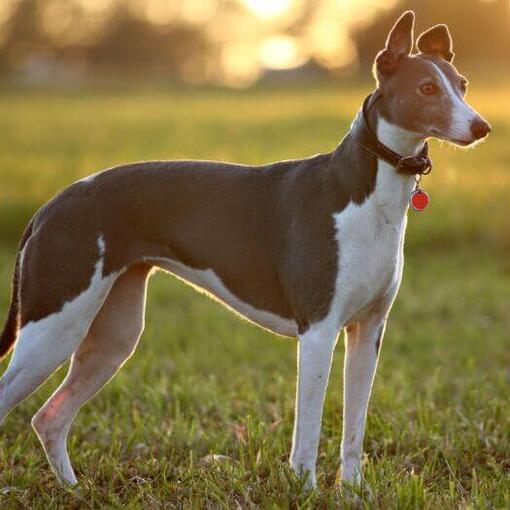 Greyhound staat buiten in de zon