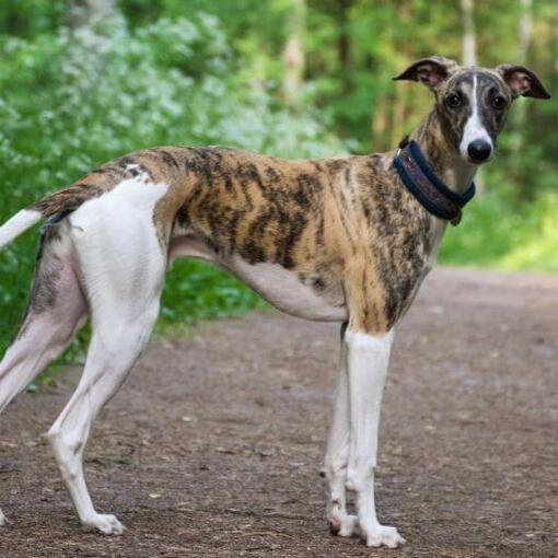 Greyhound loopt in het bos