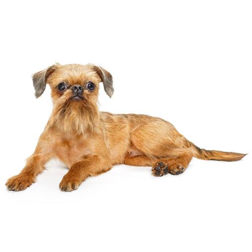 Griffon bruxellois Hondenras