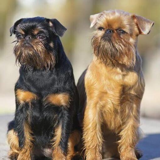 Twee Griffon bruxellois staan buiten