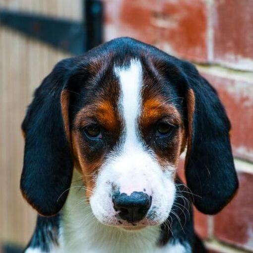 Hamiltonstövare puppy kijkt naar iemand