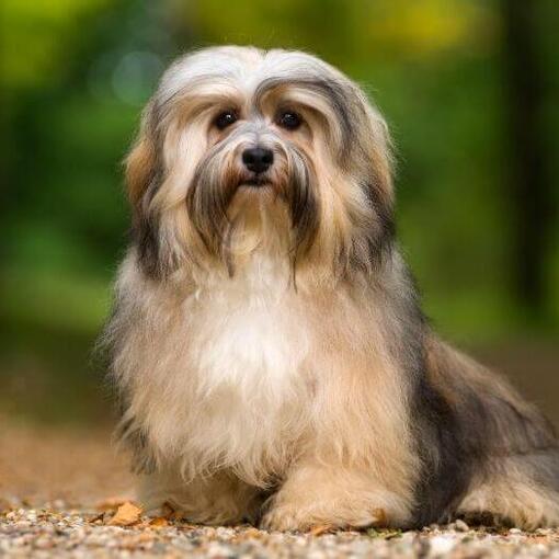 Havanezer hond zit op het gras