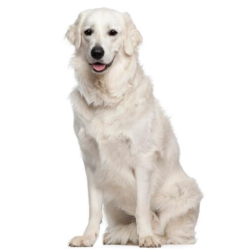 Kuvasz Hondenras
