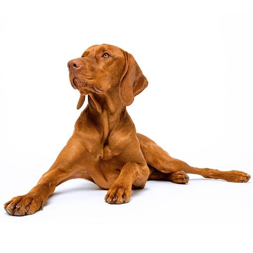 Vizsla hondenras