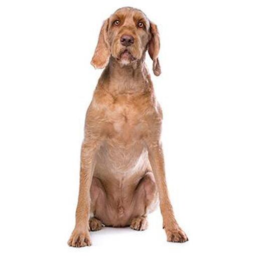 Vizsla draadhaar hondenras