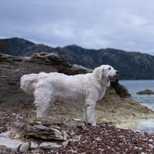 Kuvasz staat op het strand naast het meer