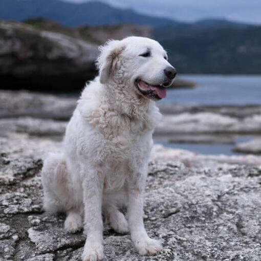 Hongaarse Kuvasz hond staat op het strand bij het meer en bos