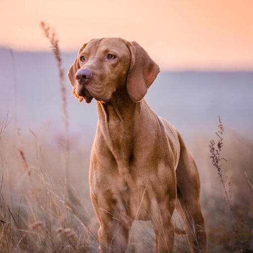 Bruine Vizsla loopt op het veld