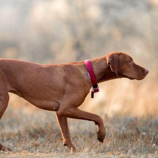 Bruine Vizsla staat in het veld