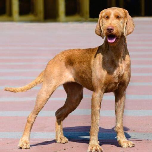 Draadharige Hongaarse Vizsla loopt door de stad