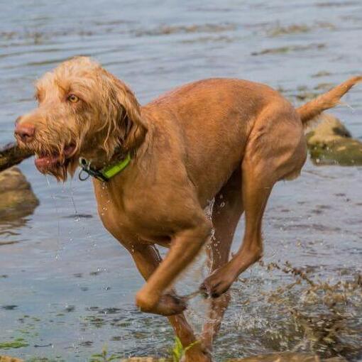 Vizsla draadhaar is aan het spelen en springen in de rivier