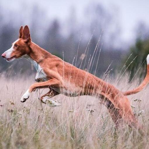 Podenco Ibicenco springt in het veld