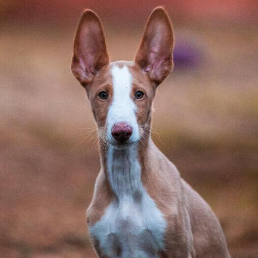 Podenco Ibicenco staat op de weg