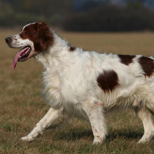 Ierse Rood-Witte Setter is aan het rennen en spelen in de tuin