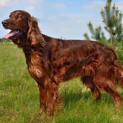 Ierse Setter in het veld