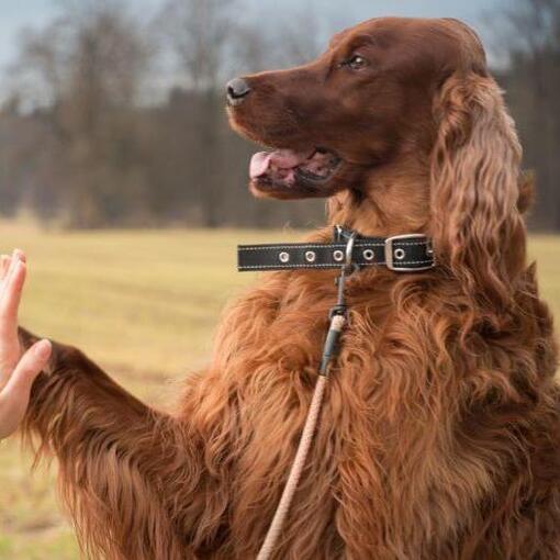 Ierse Setter geeft een pootje