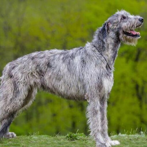 Ierse Wolfshond staat bij een bos