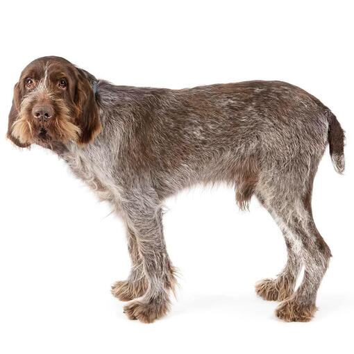 Spinone Italiano Hondenras