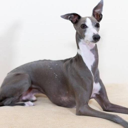 Italiaans Windhondje ligt op de grond