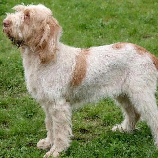 Spinone Italiano staat op het gras