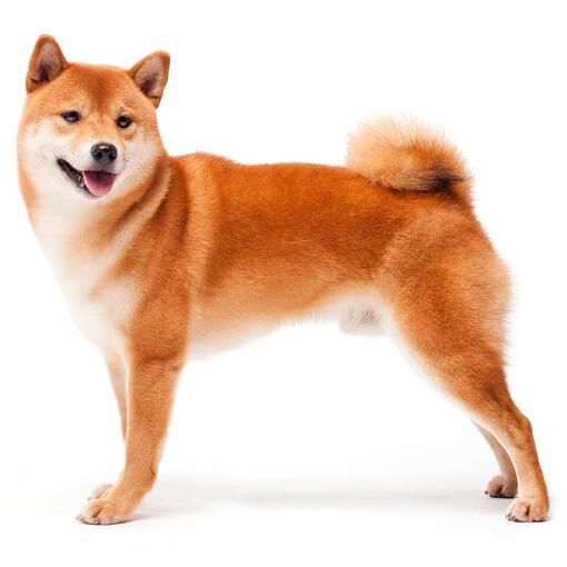 Shiba Inu Hondenras