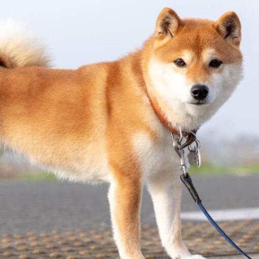 Shiba Inu staat naast de velden