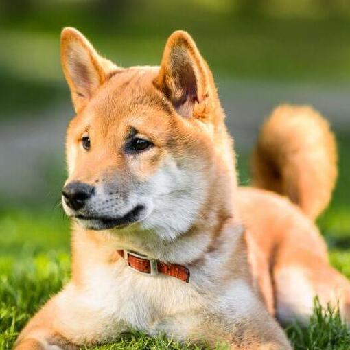 Shiba Inu ligt op het gras
