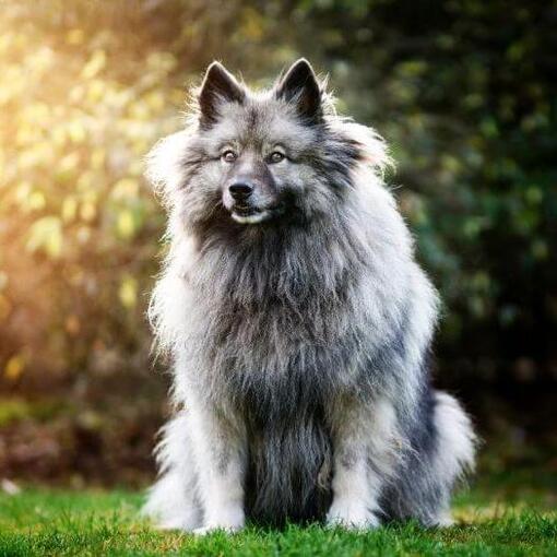 Keeshond staat in de achtertuin