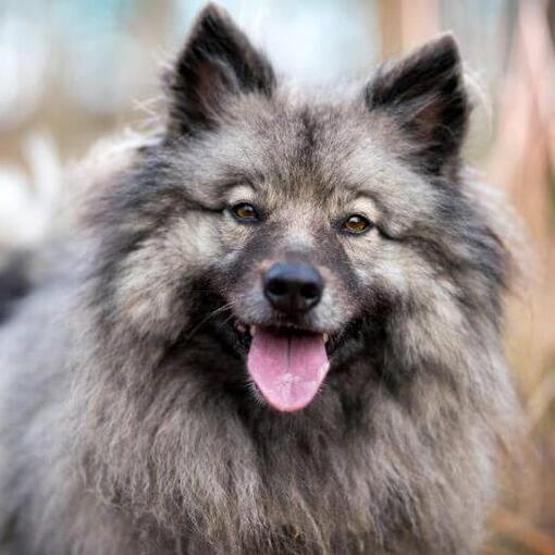 Keeshond met zijn tong uitgestoken