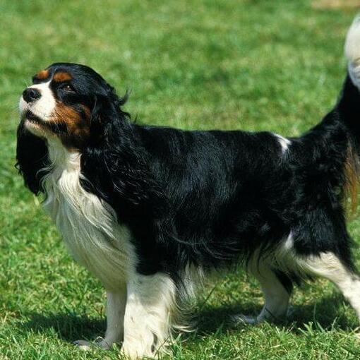King Charles Spaniël staat op het gras en de wind blaast de vacht