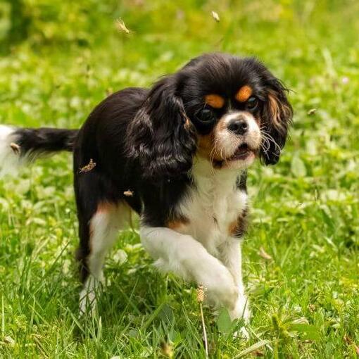 King Charles Spaniël speelt in de tuin