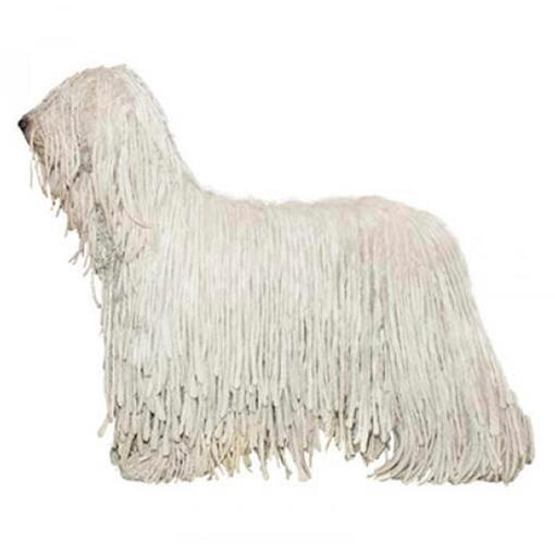 Komondor Hondenras