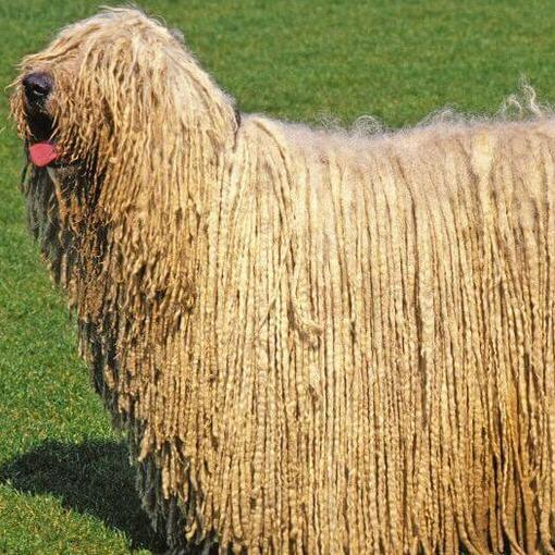 Komondor met zijn tong uitgestoken